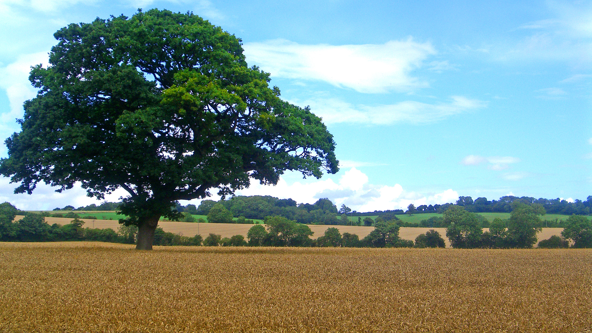 Farmland for sale in Folkestone