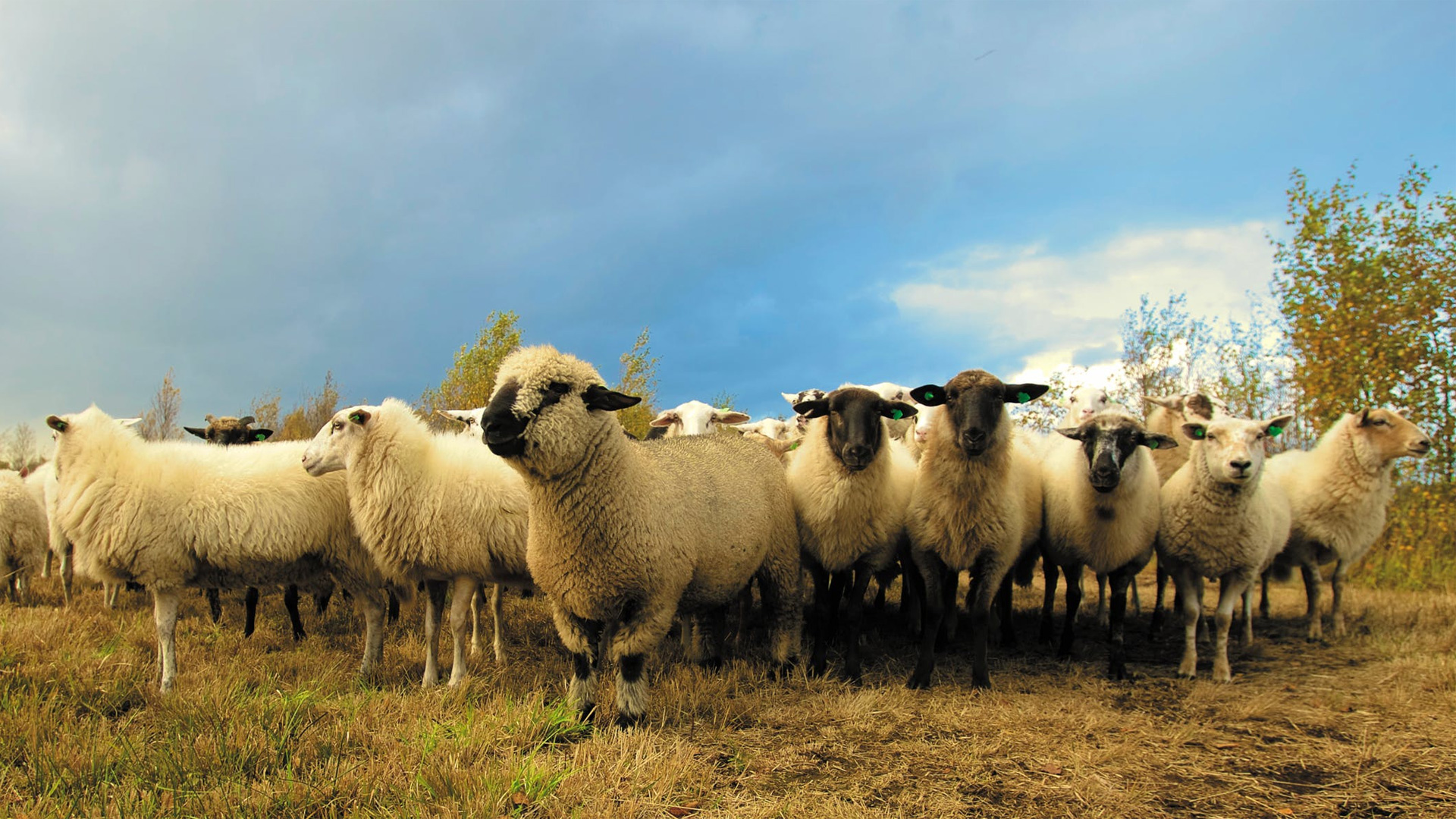 Grazing land use