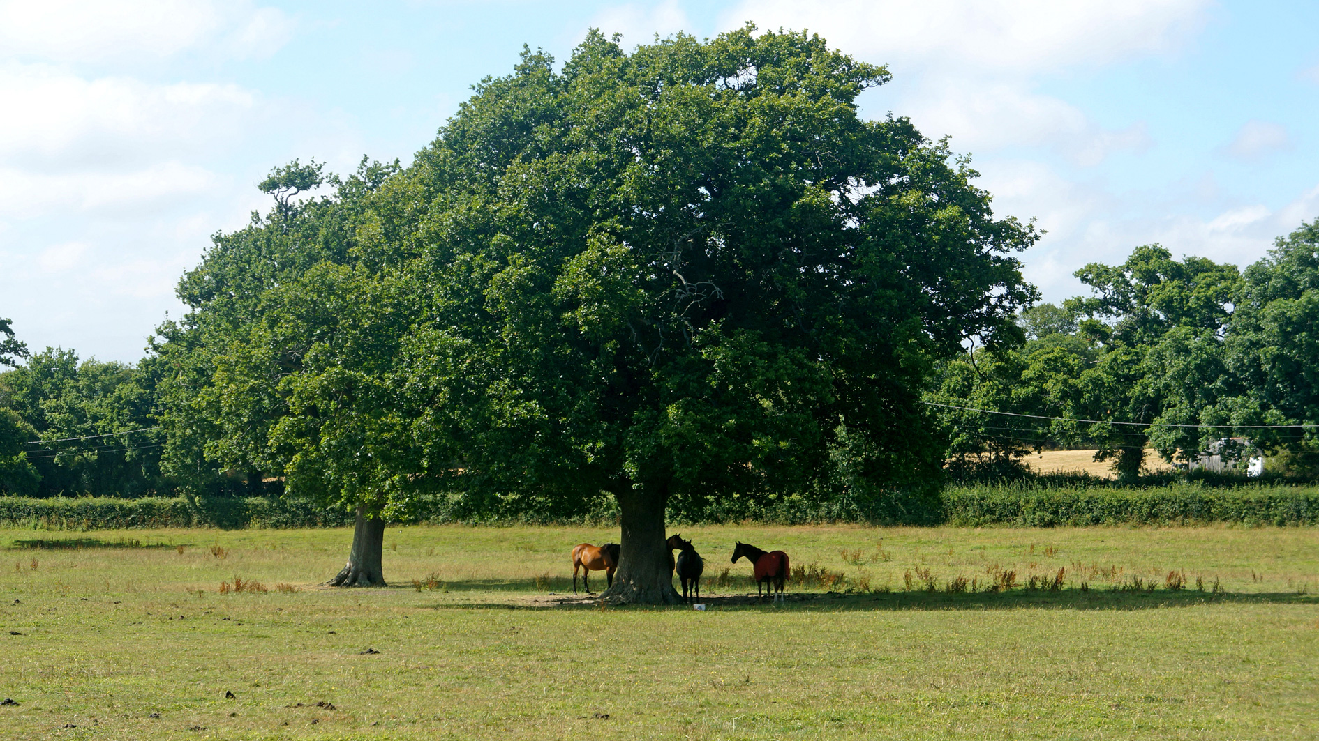 Paddock land for sale in Waterlooville