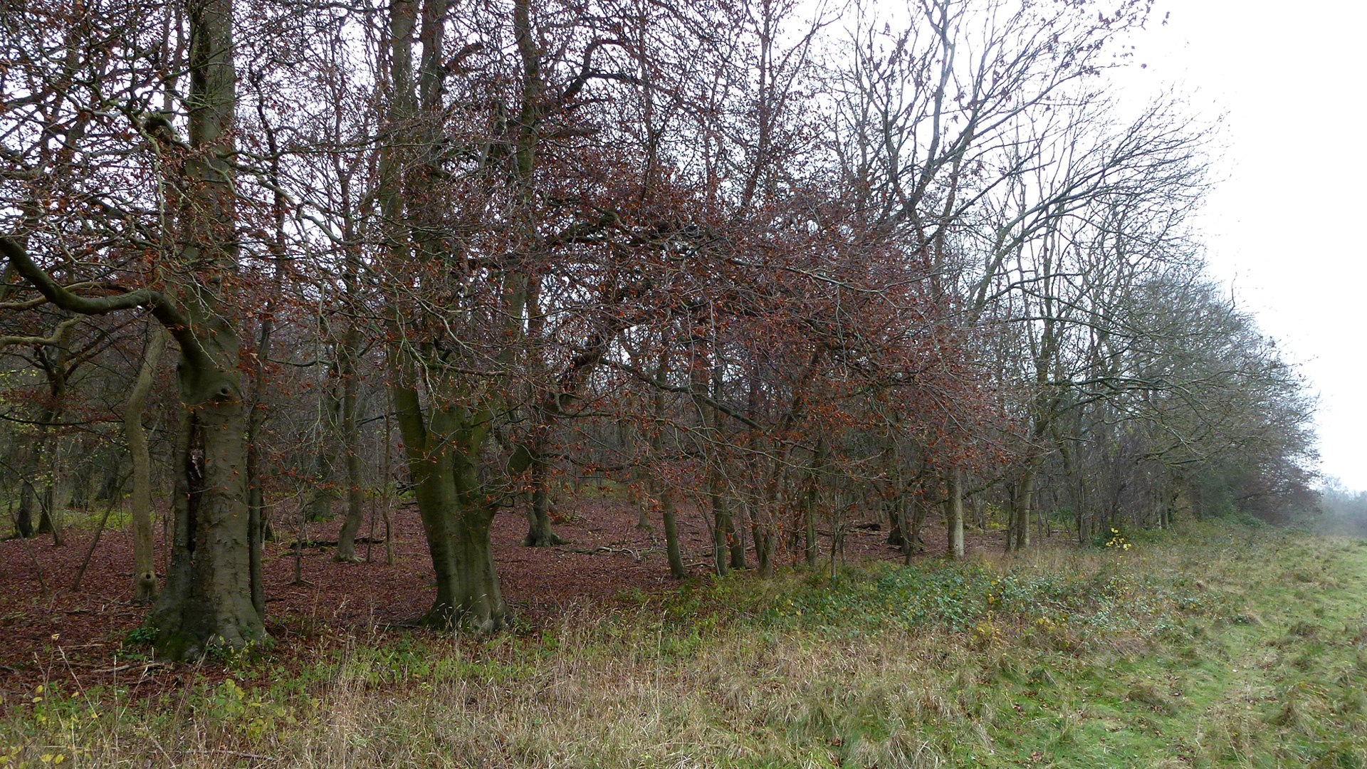 Woodland for sale in Cudham