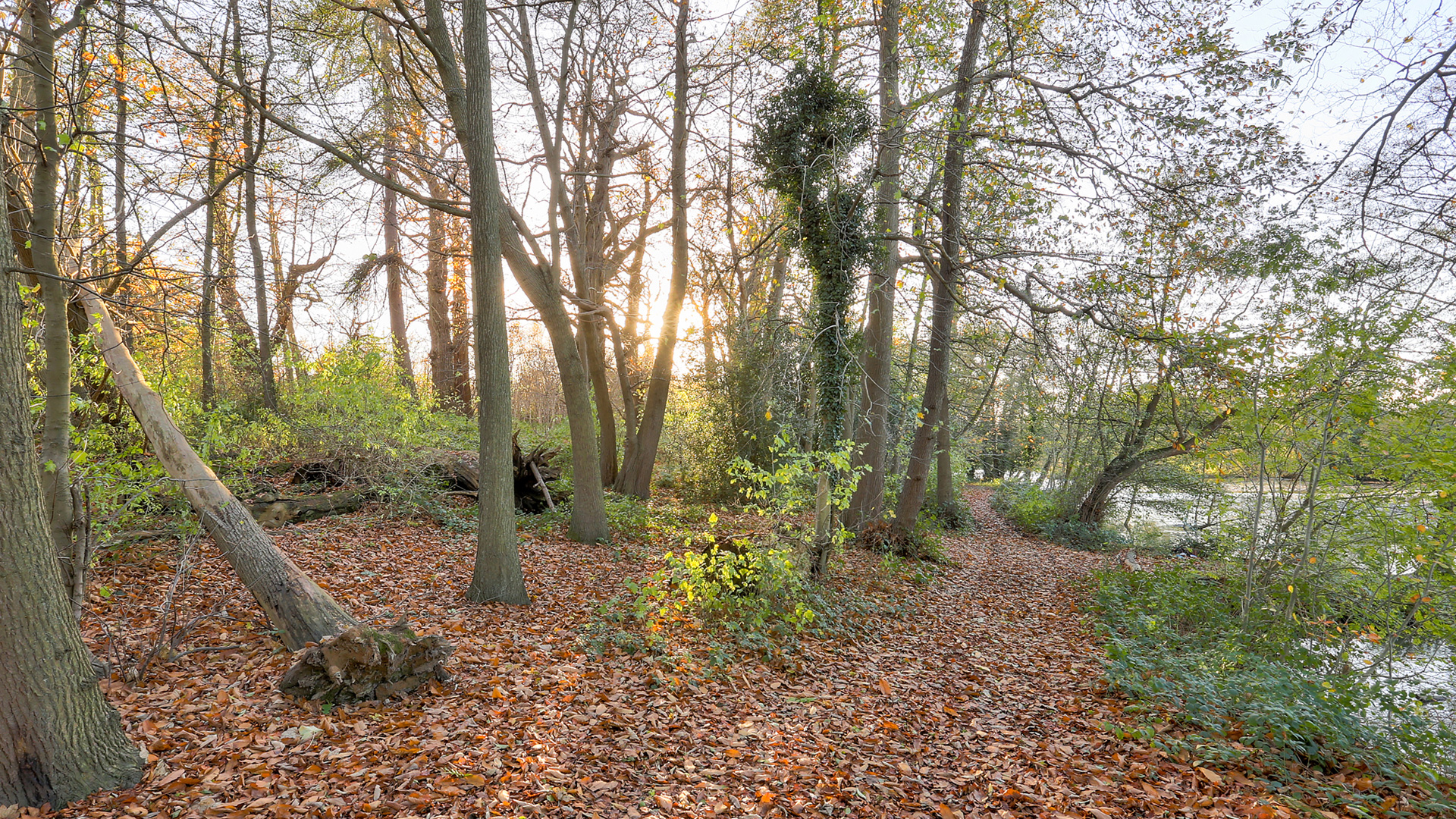 Woodland for sale in Sevenoaks